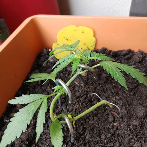 Watermelon candy growlog timeline photo