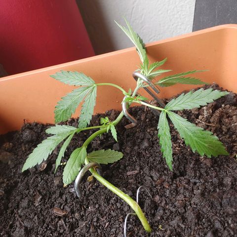 Watermelon candy growlog timeline photo