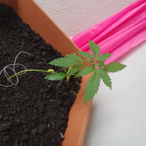 Watermelon candy growlog timeline photo