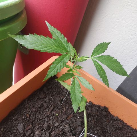 Watermelon candy growlog timeline photo