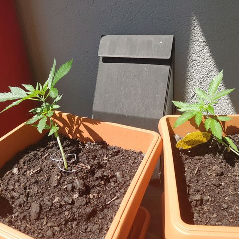 Watermelon candy growlog timeline photo