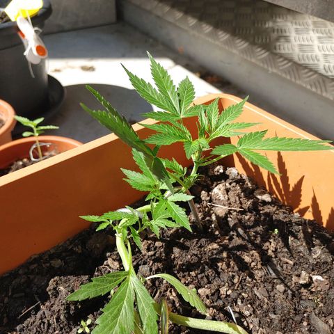 Watermelon candy growlog timeline photo