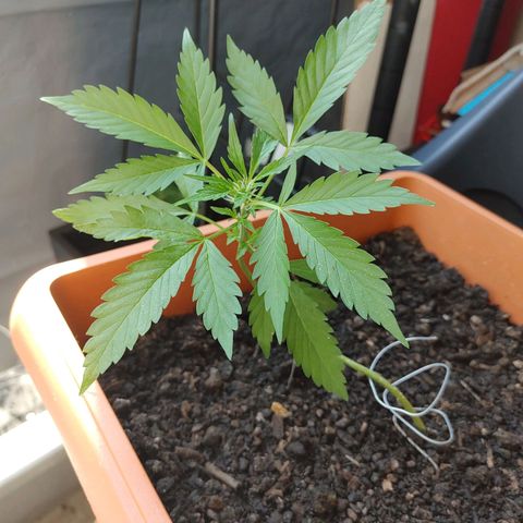 Watermelon candy growlog timeline photo