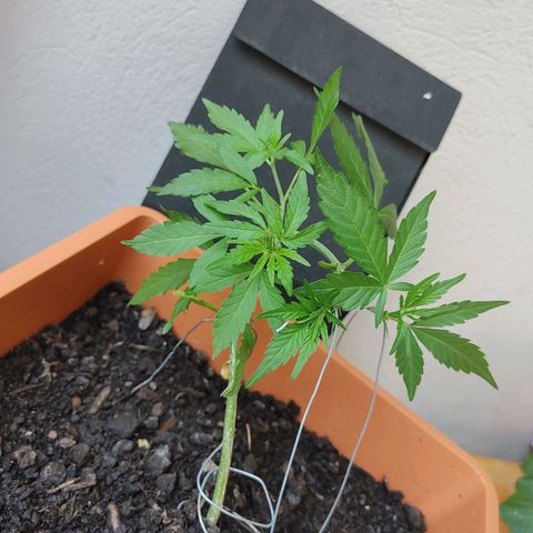 Watermelon candy growlog timeline photo