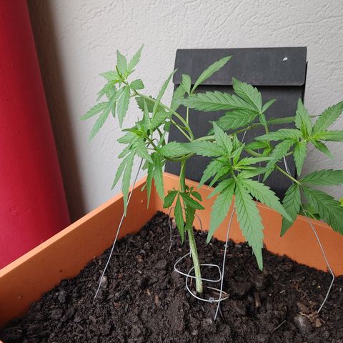 Watermelon candy growlog timeline photo