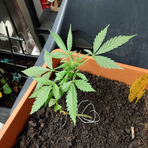 Watermelon candy growlog timeline photo