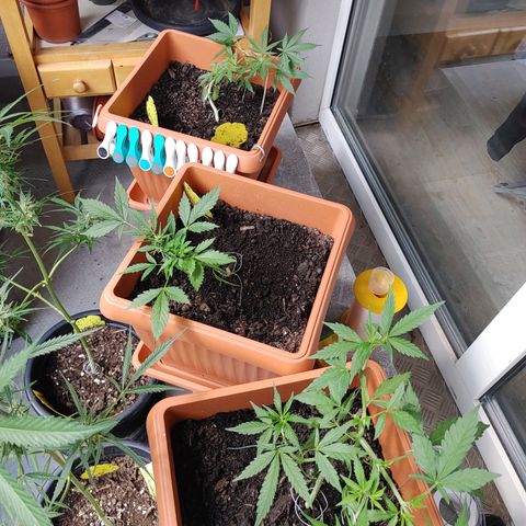 Watermelon candy growlog timeline photo