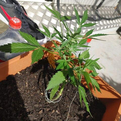 Watermelon candy growlog timeline photo