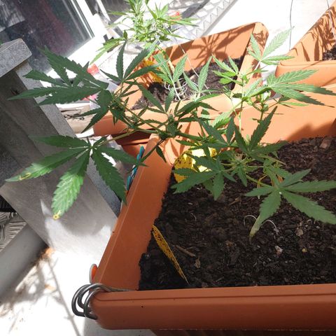 Watermelon candy growlog timeline photo