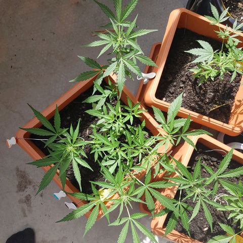 Watermelon candy growlog timeline photo