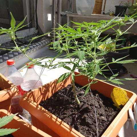 Watermelon candy growlog timeline photo