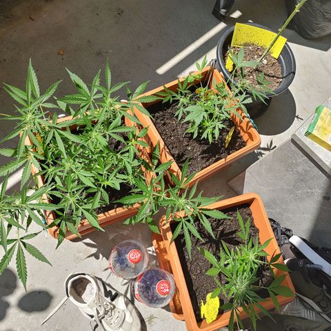 Watermelon candy growlog timeline photo