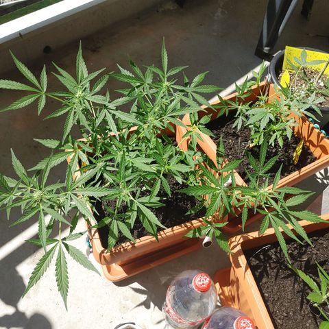 Watermelon candy growlog timeline photo