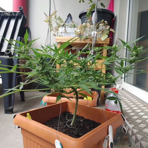 Watermelon candy growlog timeline photo