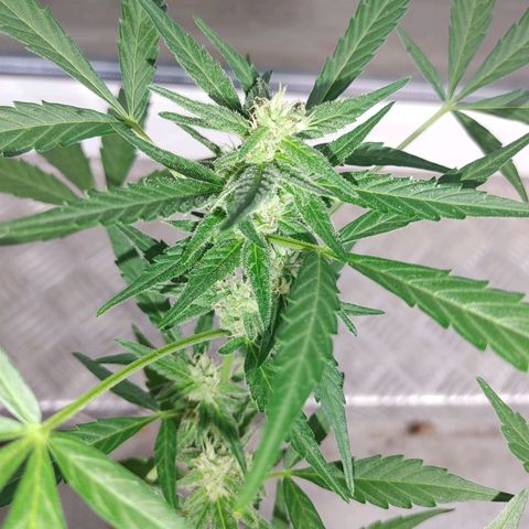 Watermelon candy growlog timeline photo