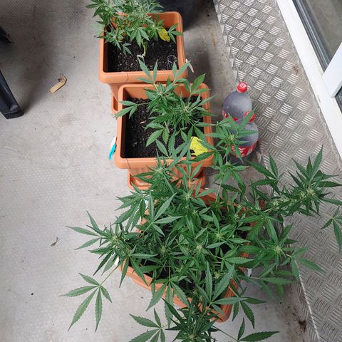 Watermelon candy growlog timeline photo