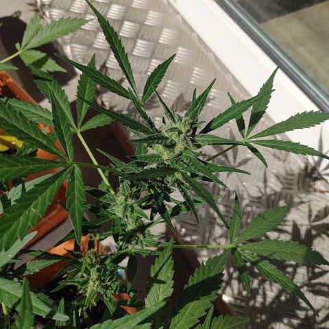 Watermelon candy growlog timeline photo