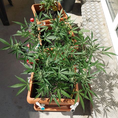 Watermelon candy growlog timeline photo