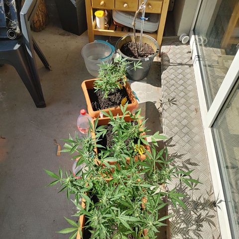 Watermelon candy growlog timeline photo