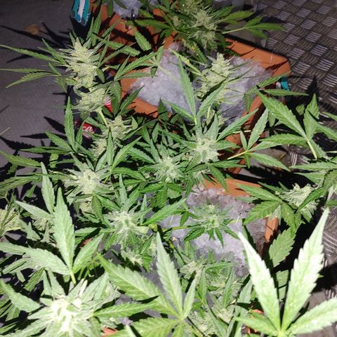 Watermelon candy growlog timeline photo