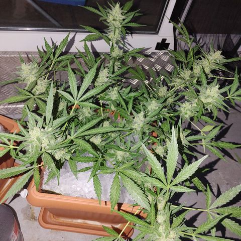 Watermelon candy growlog timeline photo