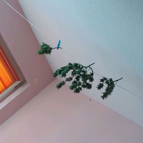 Watermelon candy growlog timeline photo