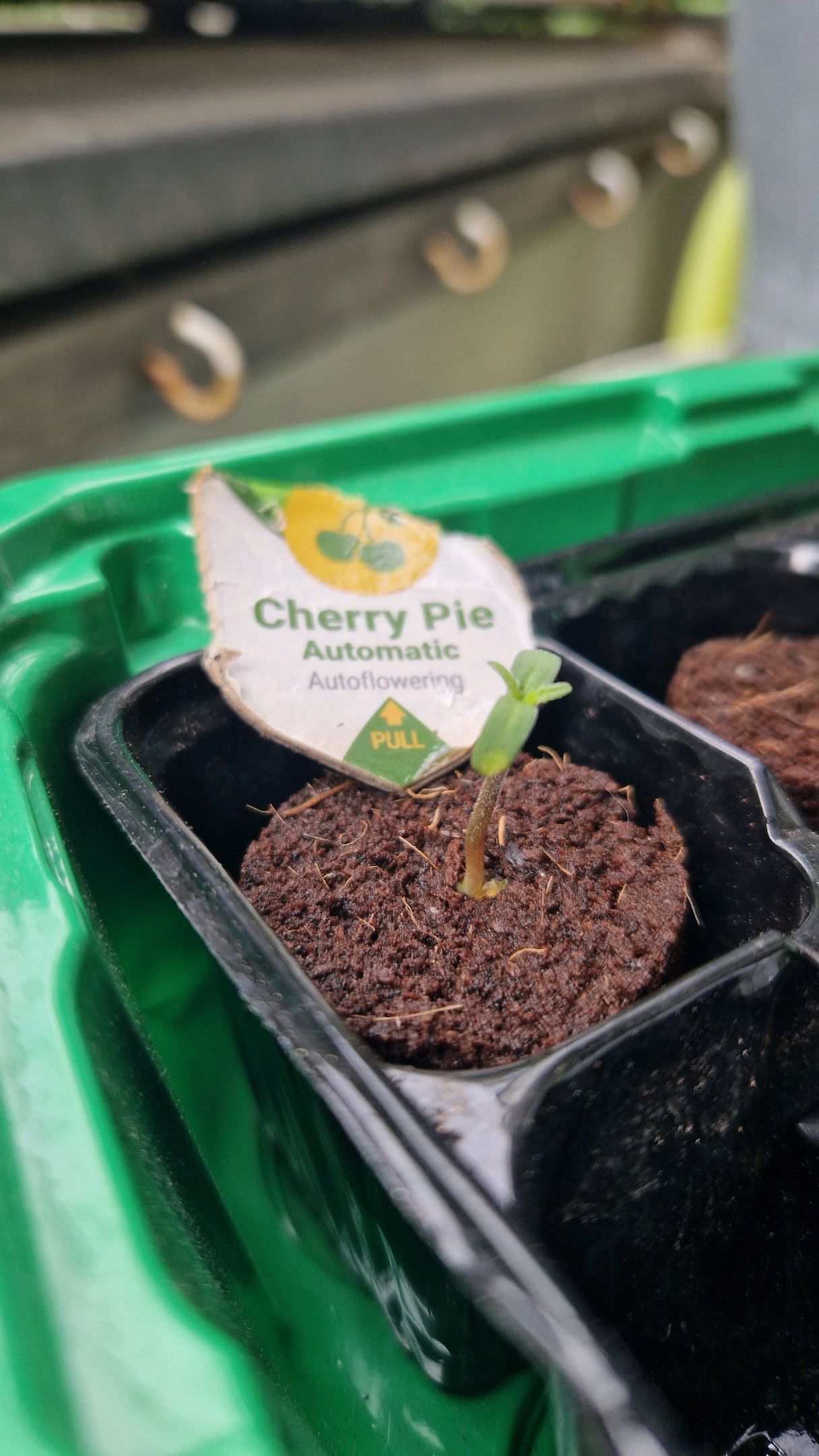 Cherry Pie growlog header