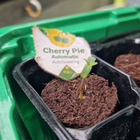 Cherry Pie growlog photo