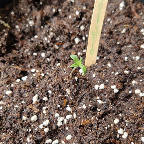 Cherry Pie growlog photo