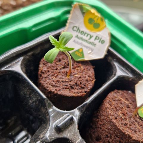 Cherry Pie growlog photo