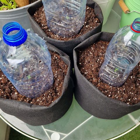 Cherry Pie growlog photo