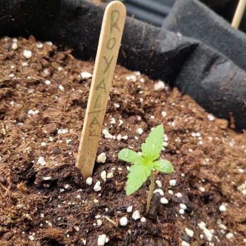 Royal AK Automatic growlog timeline photo