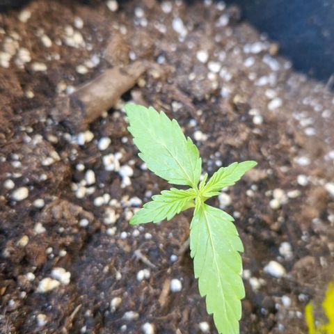 Cherry Pie growlog photo