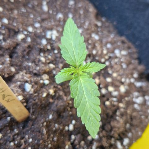 Royal AK Automatic growlog timeline photo