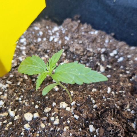 Bubble Kush Automatic growlog timeline photo