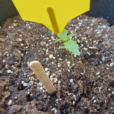 Bubble Kush Automatic growlog timeline photo