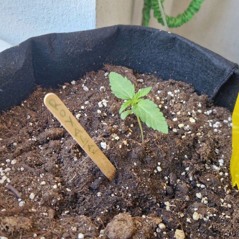 Royal AK Automatic growlog timeline photo