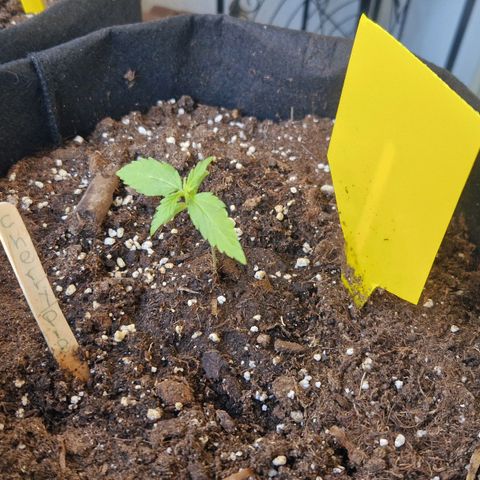 Bubble Kush Automatic growlog timeline photo