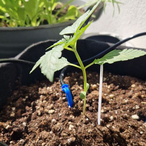 Royal AK Automatic growlog timeline photo