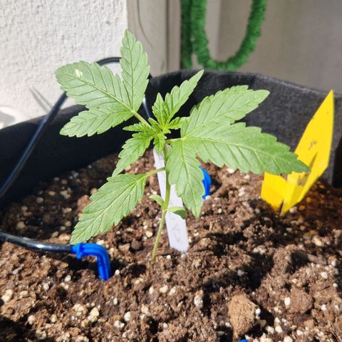 Royal AK Automatic growlog timeline photo
