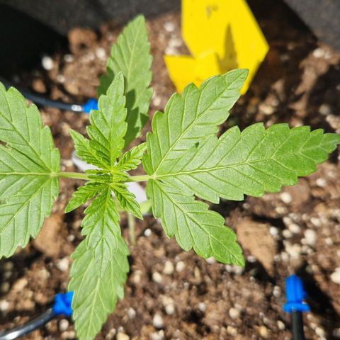Royal AK Automatic growlog timeline photo