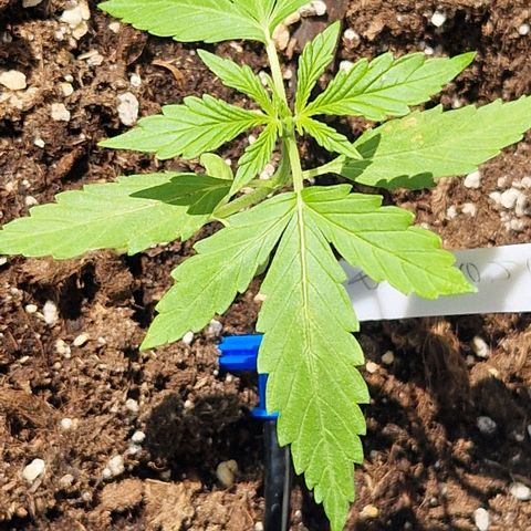 Cherry Pie growlog timeline photo