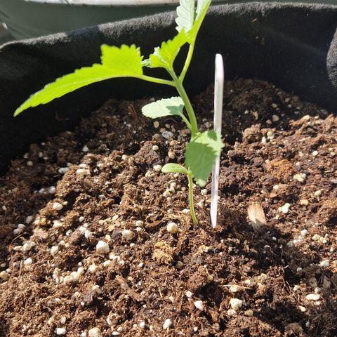 Cherry Pie growlog timeline photo