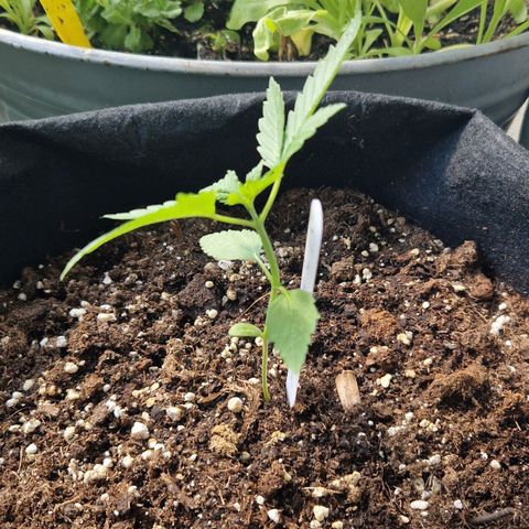 Bubble Kush Automatic growlog timeline photo
