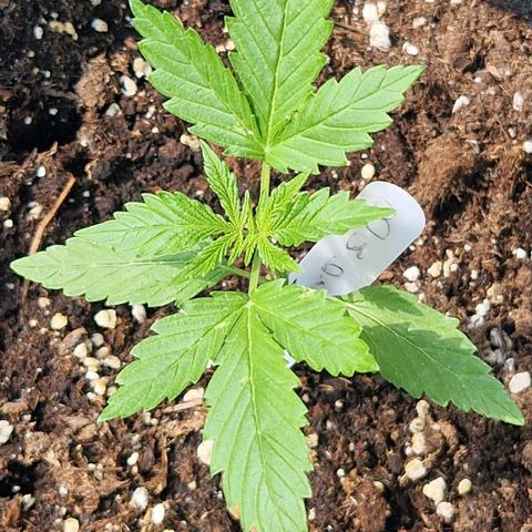Bubble Kush Automatic growlog timeline photo