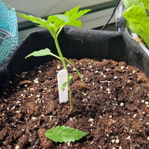 Royal AK Automatic growlog photo: Unfall mit Eimer. 