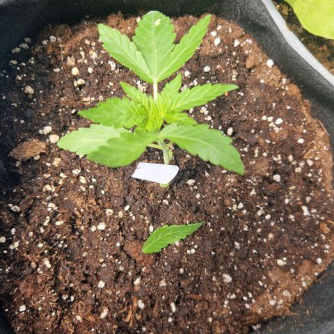 Royal AK Automatic growlog photo: Unfall mit Eimer. 