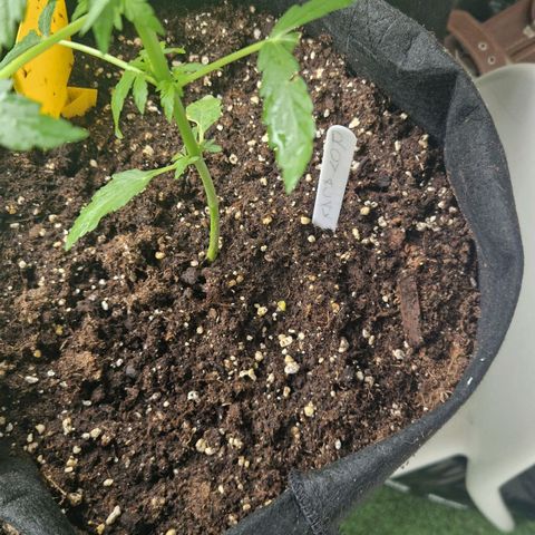 Royal AK Automatic growlog photo: Pflanze wächst und gedeiht. 
Unfall gut überstanden. 
Die erste Seitentriebe sind schon seit 4 Tagen am wachsen. 