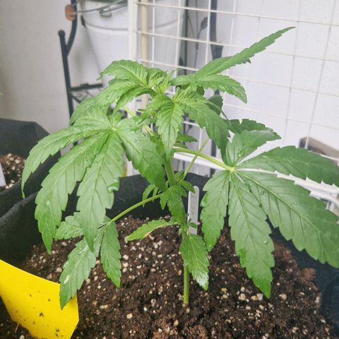 Royal AK Automatic growlog photo: Pflanze wächst und gedeiht. 
Unfall gut überstanden. 
Die erste Seitentriebe sind schon seit 4 Tagen am wachsen. 