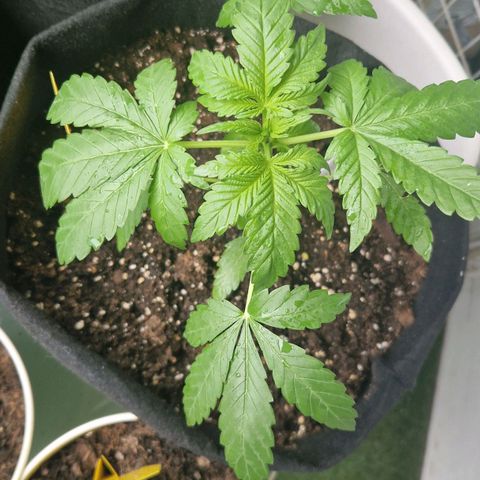 Royal AK Automatic growlog photo: Pflanze wächst und gedeiht. 
Unfall gut überstanden. 
Die erste Seitentriebe sind schon seit 4 Tagen am wachsen. 